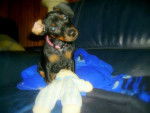 pinscher nain - Pinscher Nain