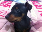 PINSCHER NAIN IRISCH - Pinscher Nain
