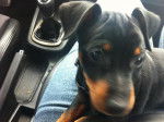 PINSCHER NAIN IRISCH - Pinscher Nain