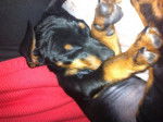 PINSCHER NAIN IRISCH - Pinscher Nain