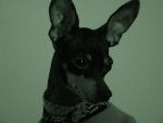 Lady - Photo Pinscher nain - Pinscher Nain