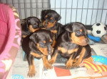 Chiots Evokaly - Pinscher Nain