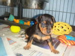 Pinscher nain, chiot Evokaly - Pinscher Nain