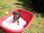 Chiot pinscher nain de l'élevage Evokaly - Pinscher Nain