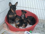 Maman Pinscher et ses chiots Evokaly - Pinscher Nain