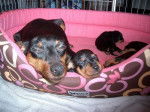 Bébés Evokaly - Pinscher Nain