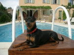Cirka Evokaly - Pinscher Nain