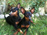 Pinschers nains Evokaly : evolette et cirka - Pinscher Nain