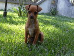 Louna petite Pinscher de 6 mois - Pinscher Nain (6 mois)