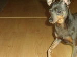 doudoune - Pinscher Nain Femelle (1 an)