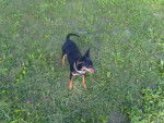 Blacky - Pinscher Nain Mâle (2 ans)