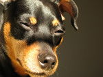Photo Pinscher Nain