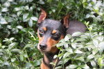 Photo Pinscher Nain