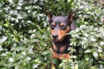 Nitro - Pinscher Nain