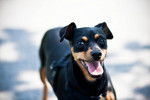 Fienchen - Pinscher Nain