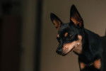 Photo Pinscher Nain