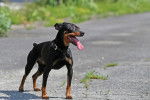 Photo Pinscher Nain