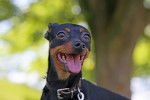 Photo Pinscher Nain