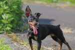 Photo Pinscher Nain