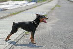 Photo Pinscher Nain