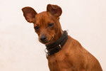 Photo Pinscher Nain