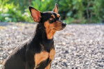 Photo Pinscher Nain