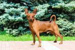 Photo Pinscher Nain