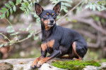 Un Pinscher Nain noir et feu assis sur un rocher
