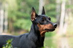 Photo Pinscher Nain