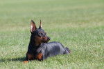 Photo Pinscher Nain