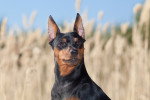 Photo Pinscher Nain