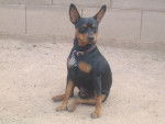 Tubby - Pinscher Nain Mâle (5 ans)
