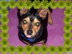 phibie - Pinscher Nain Femelle