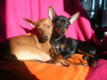 giorgio et gucci - Pinscher Nain Femelle (7 mois)