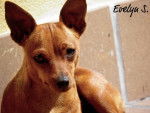 Chula - Pinscher Nain Femelle (8 mois)