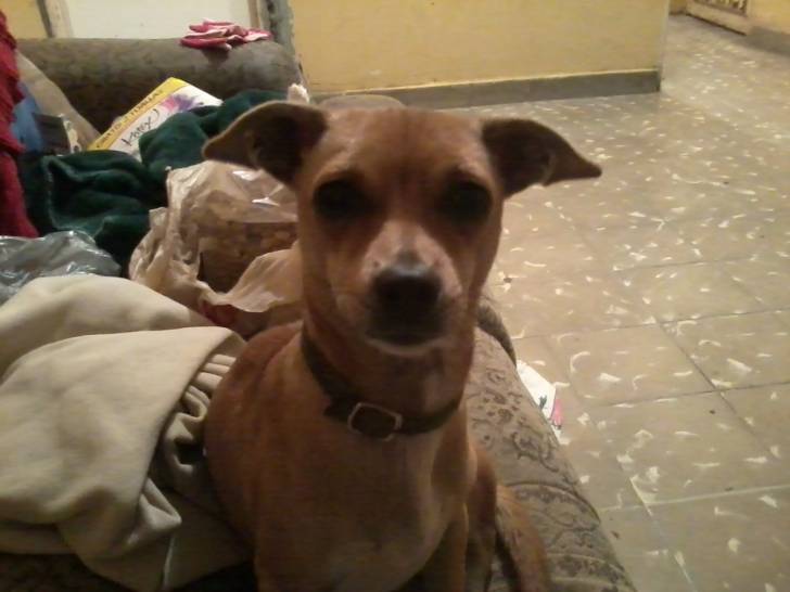 pichaca - Pinscher Nain Femelle (2 ans)