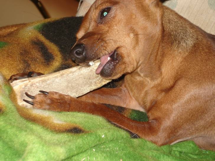 Lilly - Pinscher Nain Femelle (2 ans)