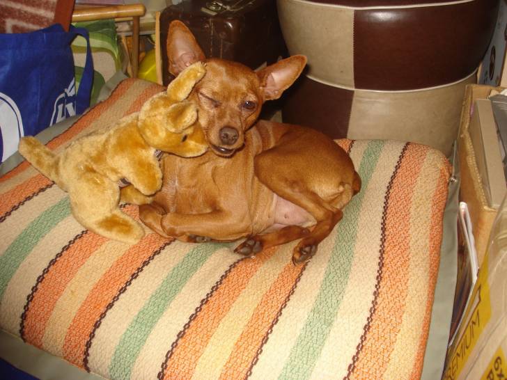 Pippi - Pinscher Nain Femelle (3 ans)