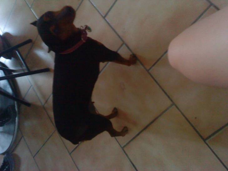 chelsea - Pinscher Nain Femelle (11 ans)