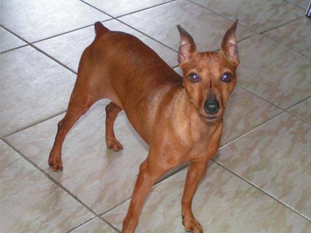 UTOPIA - PINSCHER NAIN fauve - Pinscher Nain Femelle