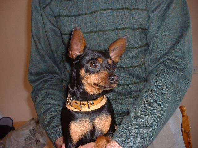 Pinscher nain - Pinscher Nain