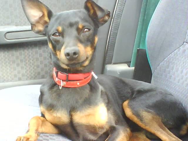 GRIBOUILLE, Pinscher nain - Pinscher Nain