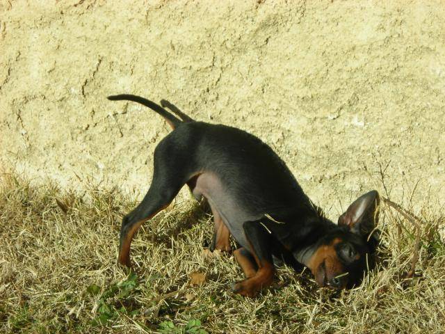 Cayenne Pinscher nain 5 mois - Pinscher Nain (5 mois)