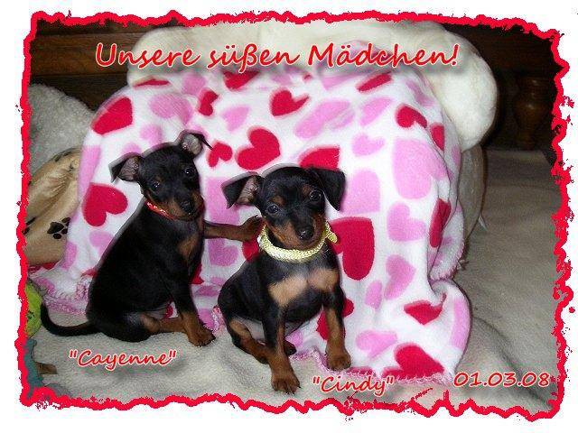cayenne pinscher nain avec sa soeur cindy - Pinscher Nain