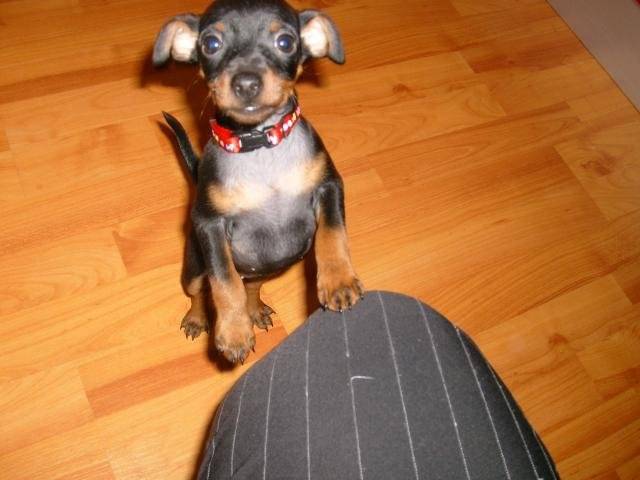 cayenne pinscher nain femelle 2 mois 1200g - Pinscher Nain (2 mois)