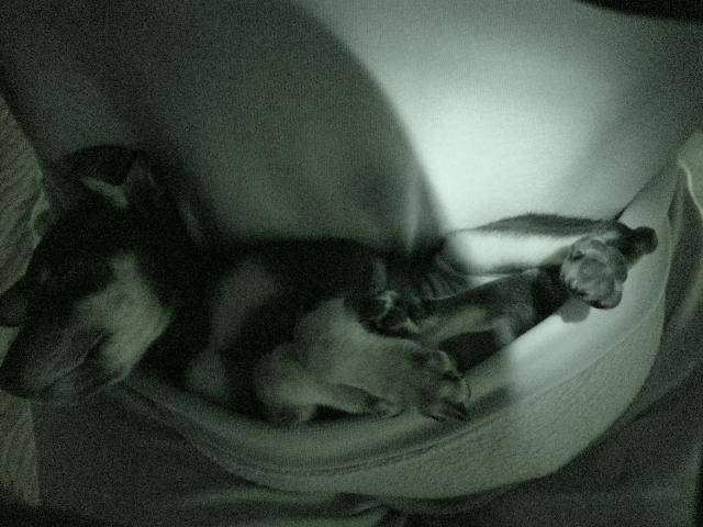 PINSCHER NAIN-ROSE - Pinscher Nain