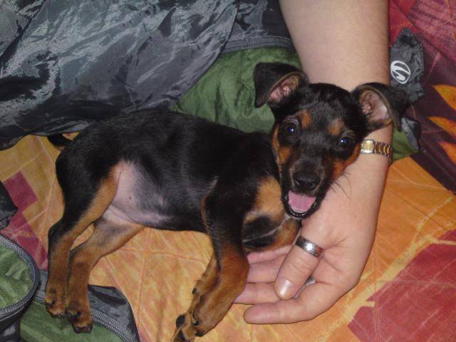 pinscher nain youna - Pinscher Nain