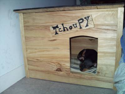 pinscher nain - Pinscher Nain