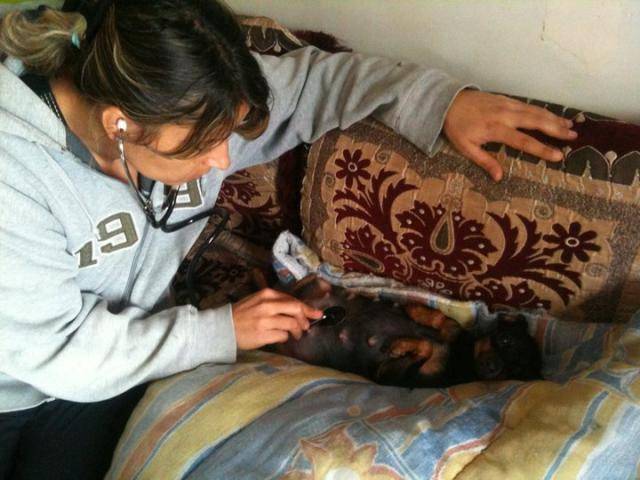 tchoupette pinscher nain - Pinscher Nain