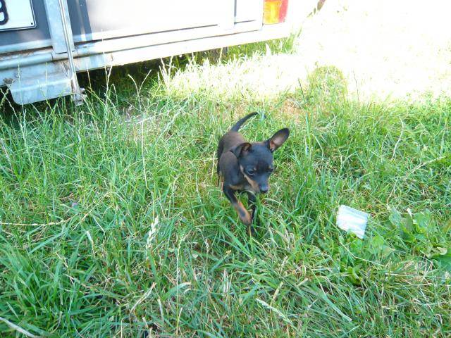 pinscher nain Nina - Pinscher Nain